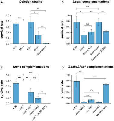 Cas1 and Fen1 Display Equivalent Functions During Archaeal DNA Repair